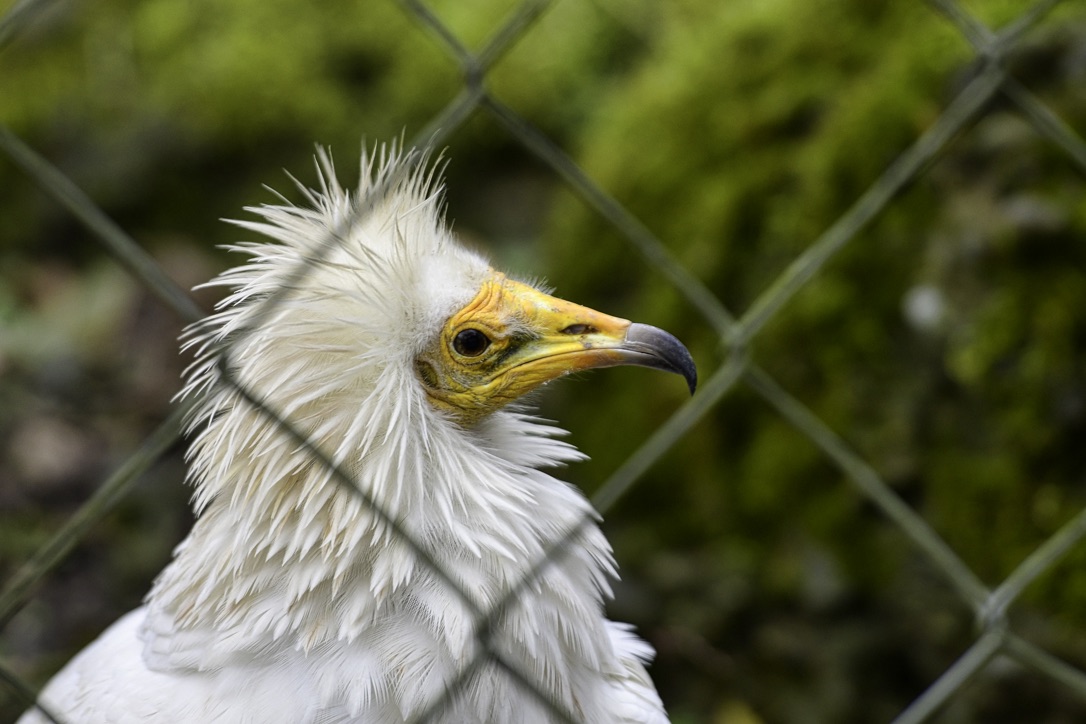 Raubvogel in Zoo 