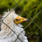 Raubvogel in Zoo 