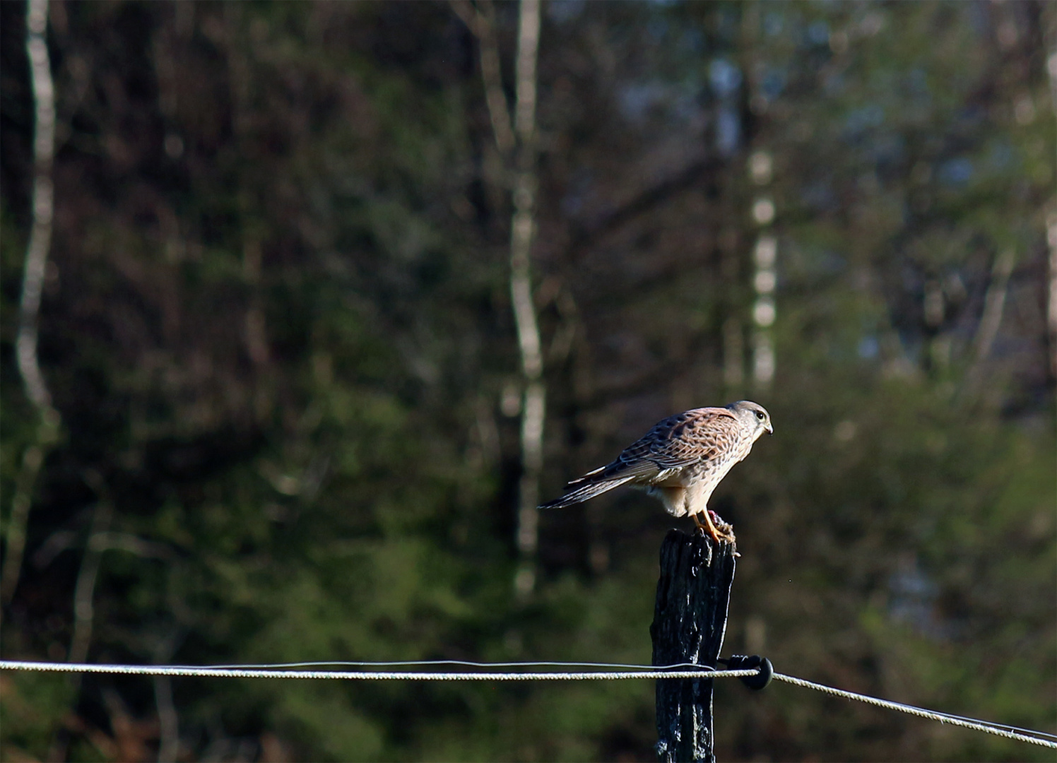 Raubvogel ja aber welcher