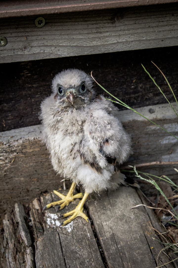 Raubvogel Junges