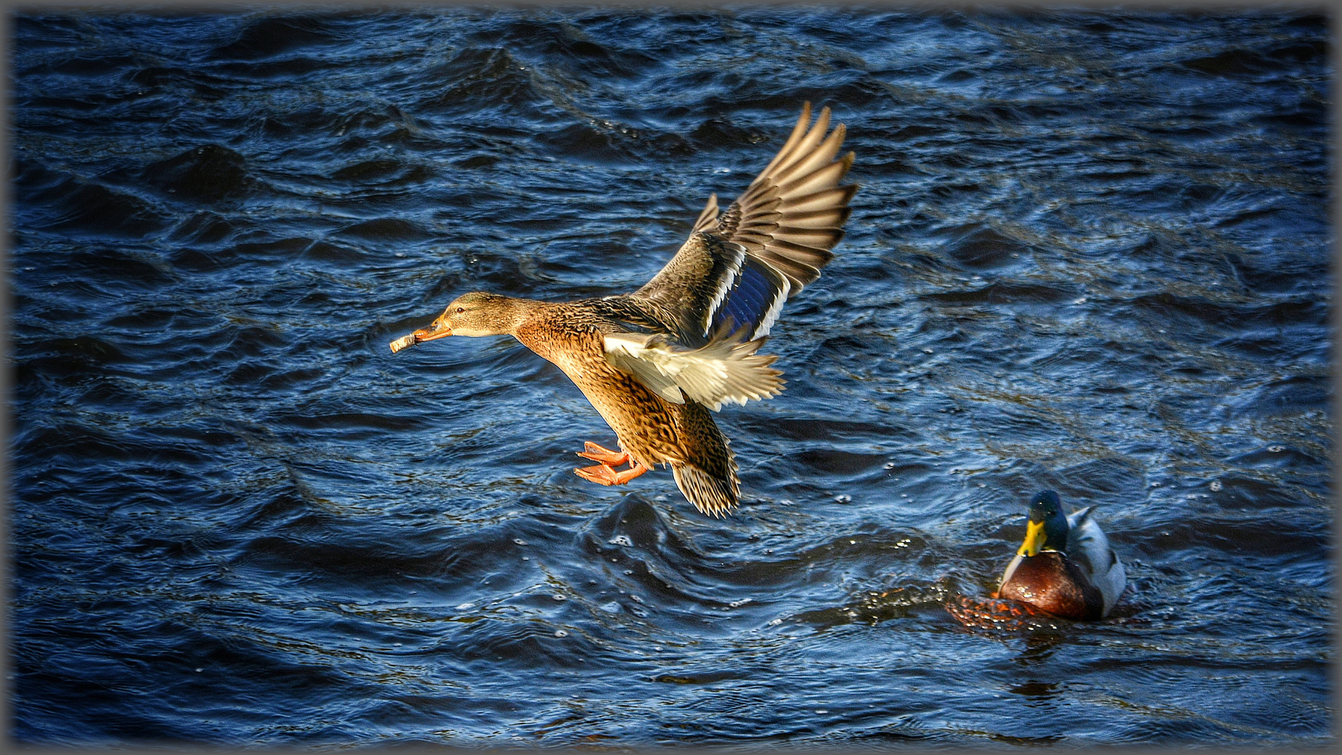 Raubvogel mit Beute - Möwe über der Ostsee