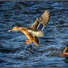 Raubvogel mit Beute - Möwe über der Ostsee