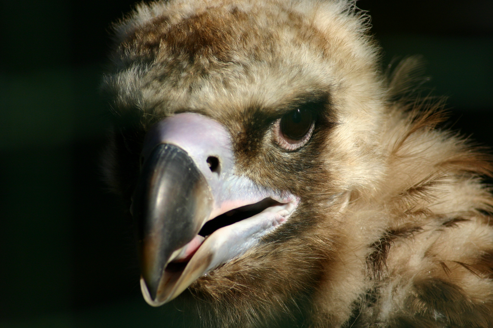 Raubvogel Portrait