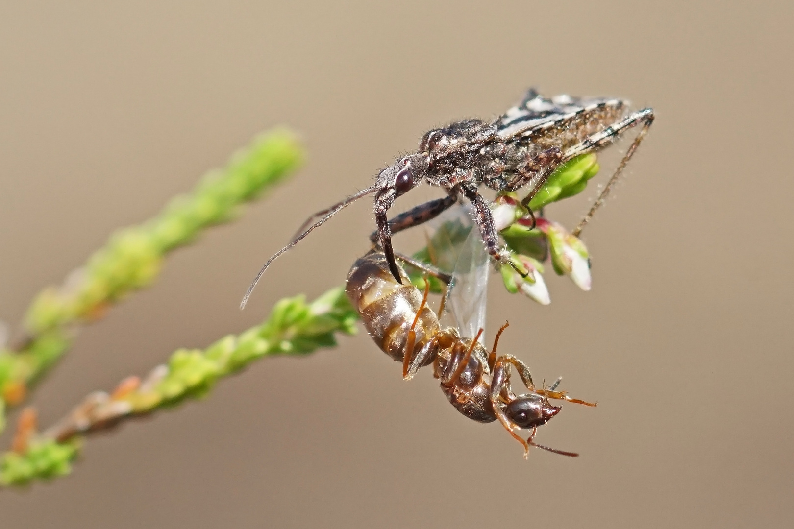 Raubwanze (Coranus subapterus)