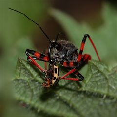 Raubwanze Rhinocoris annulata (Reduviidae) frißt Marienkäfer (Coccinellidae)