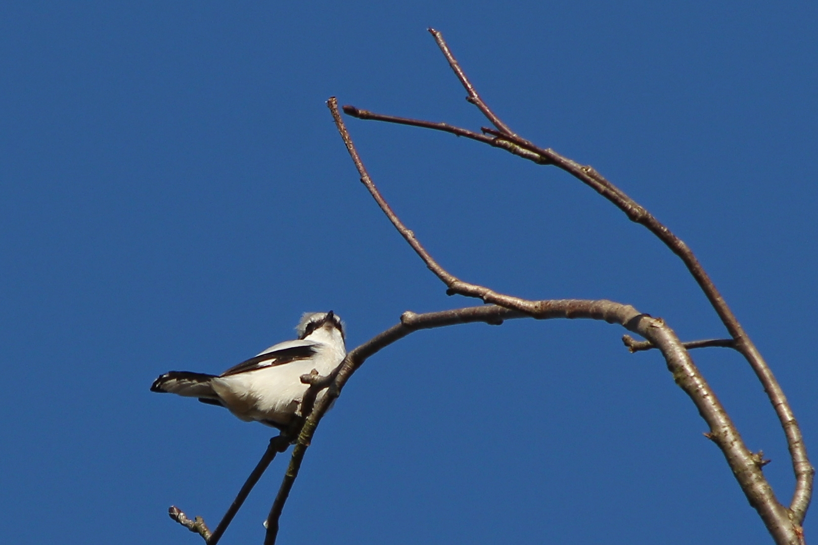 Raubwürger (2011_03_02_7257_ji)