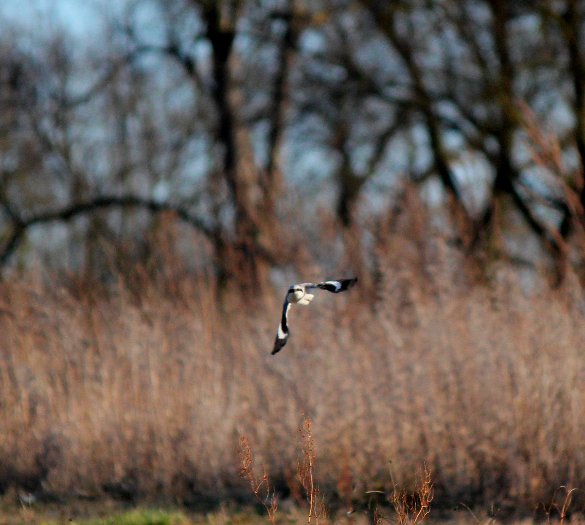 Raubwürger bei der Jagd?