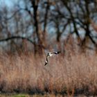 Raubwürger bei der Jagd?