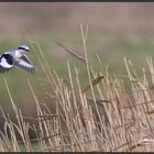 Raubwürger (Great Grey Shrike)