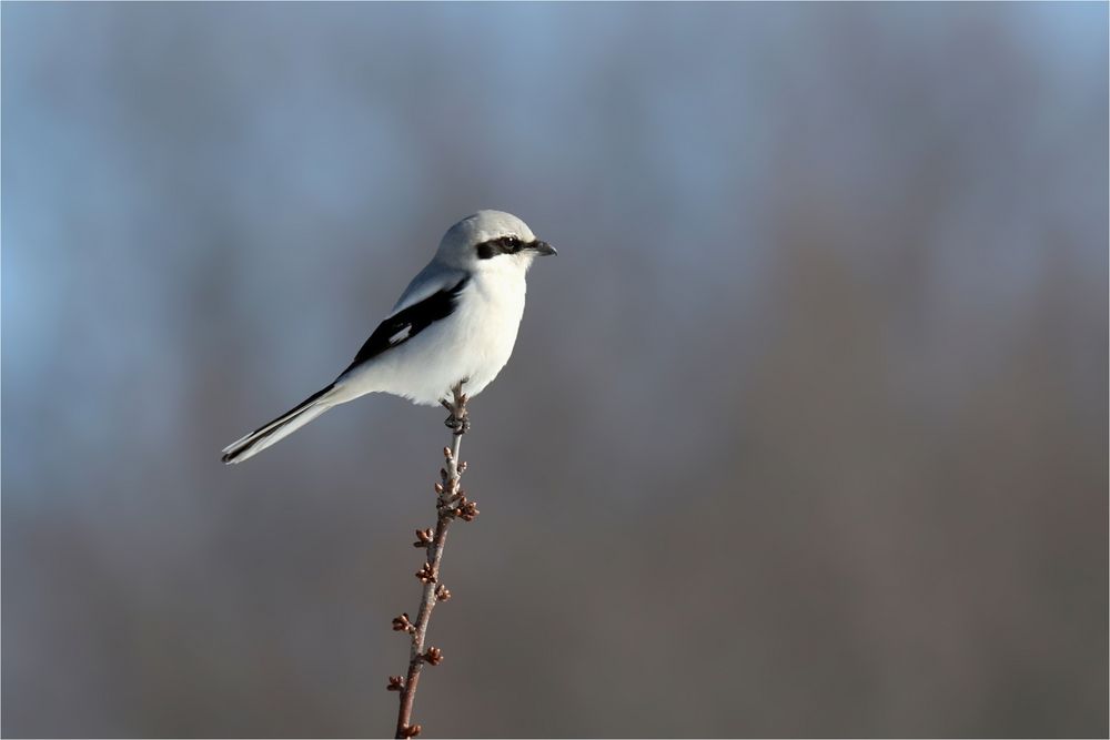 Raubwürger im Februar 