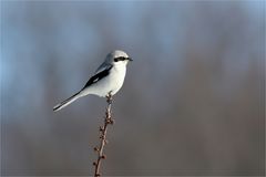 Raubwürger im Februar 