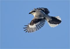 Raubwürger im Flug