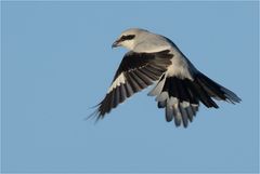 Raubwürger im Rüttelflug