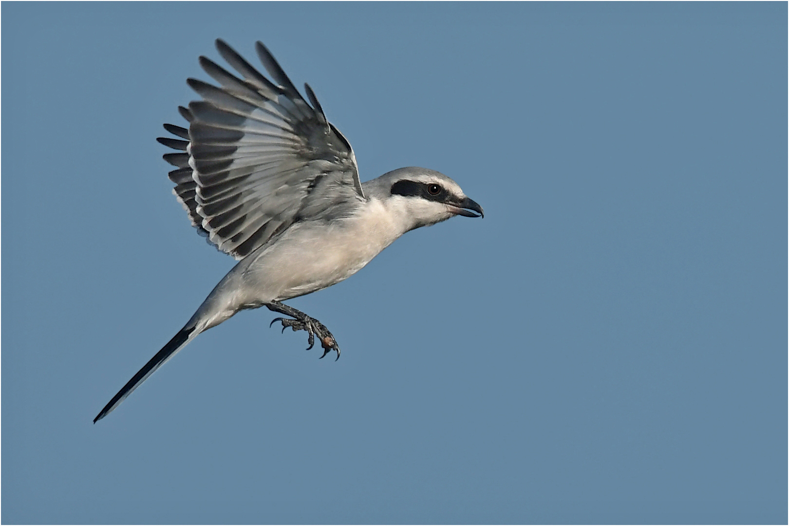 Raubwürger im Rüttelflug