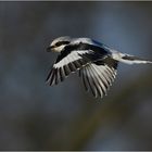 Raubwürger im Rüttelflug