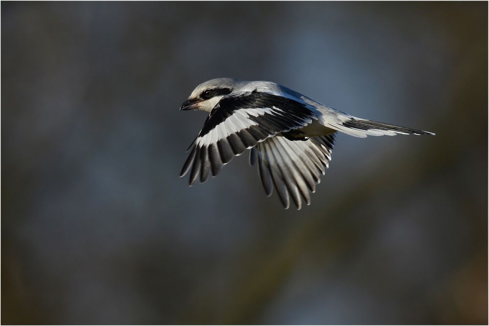 Raubwürger im Rüttelflug