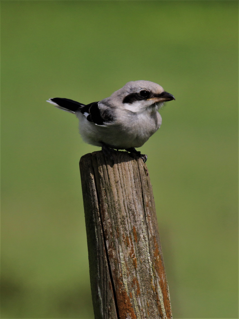 Raubwürger (Lanius excubitor)