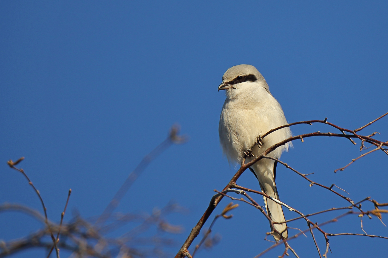 Raubwürger  (Lanius excubitor)