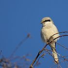 Raubwürger  (Lanius excubitor)