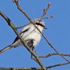 Raubwürger (Lanius excubitor)