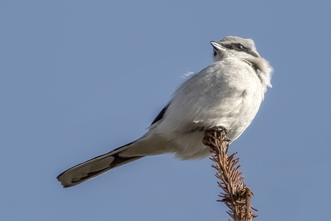   Raubwürger (Lanius excubitor)