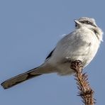   Raubwürger (Lanius excubitor)