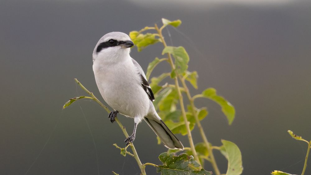 Raubwürger - Lanius excubitor