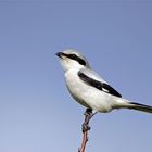 Raubwürger - Lanius excubitor - auch Nördlicher Raubwürger genannt