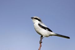 Raubwürger - Lanius excubitor - auch Nördlicher Raubwürger genannt