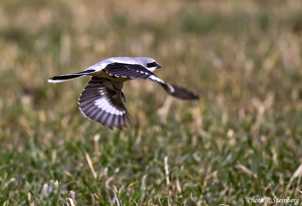 Raubwürger (Lanius excubitor)