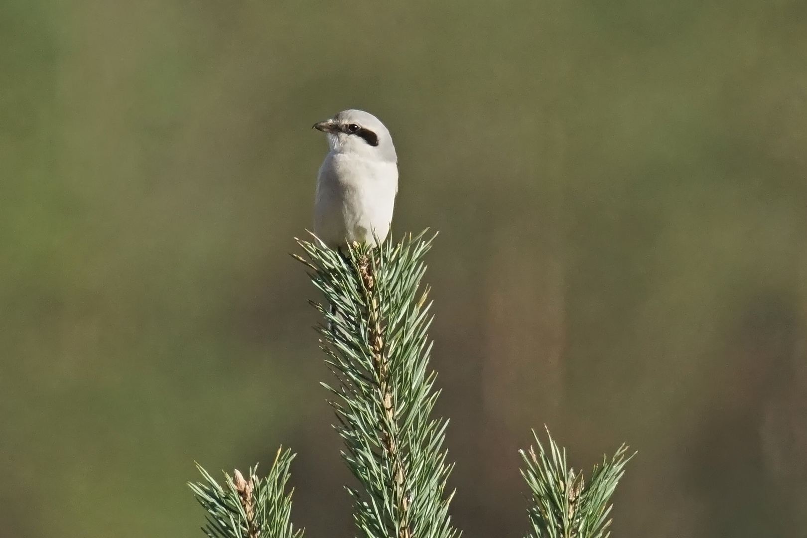 Raubwürger (Lanius excubitor)