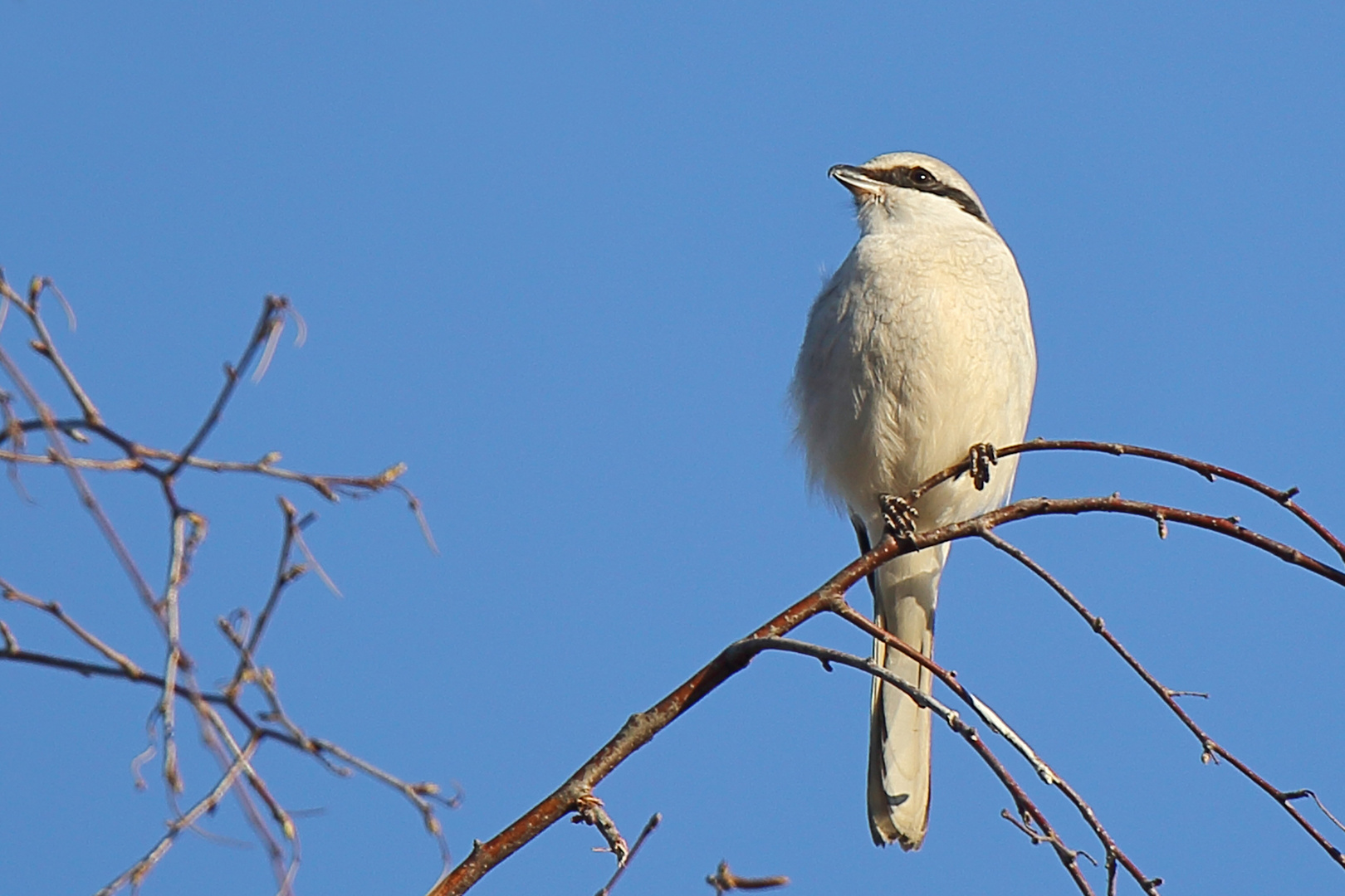 Raubwürger  (Lanius excubitor)