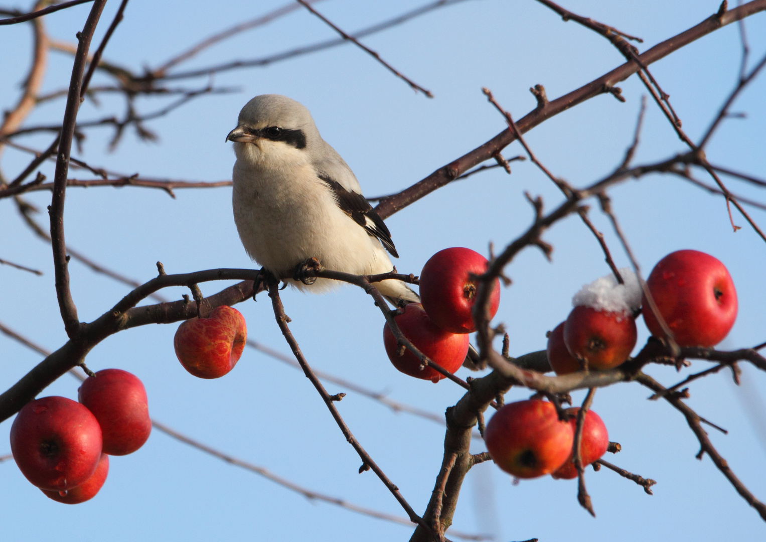 Raubwürger (Lanius excubitor)