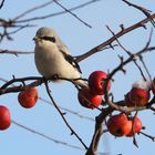 Raubwürger (Lanius excubitor)