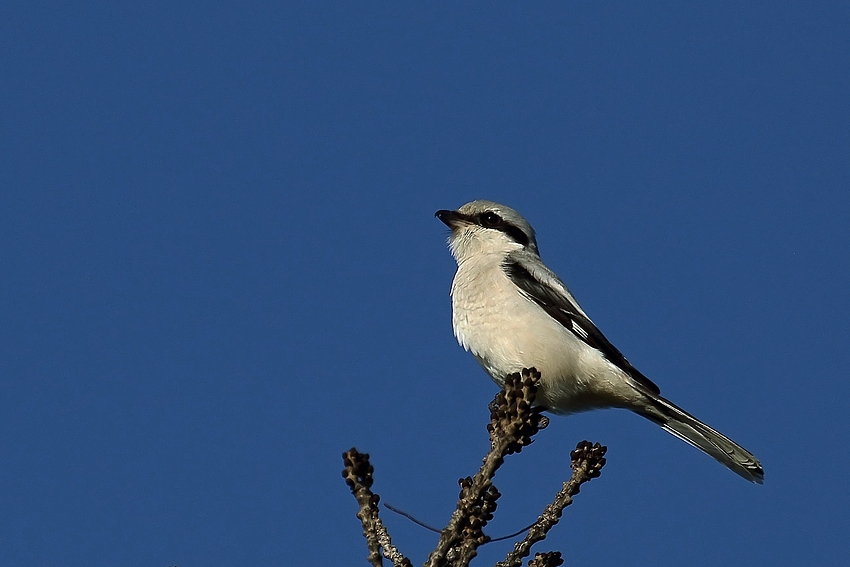 Raubwürger (Lanius excubitor) - Ein Wintergast aus dem Norden