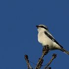 Raubwürger (Lanius excubitor) - Ein Wintergast aus dem Norden