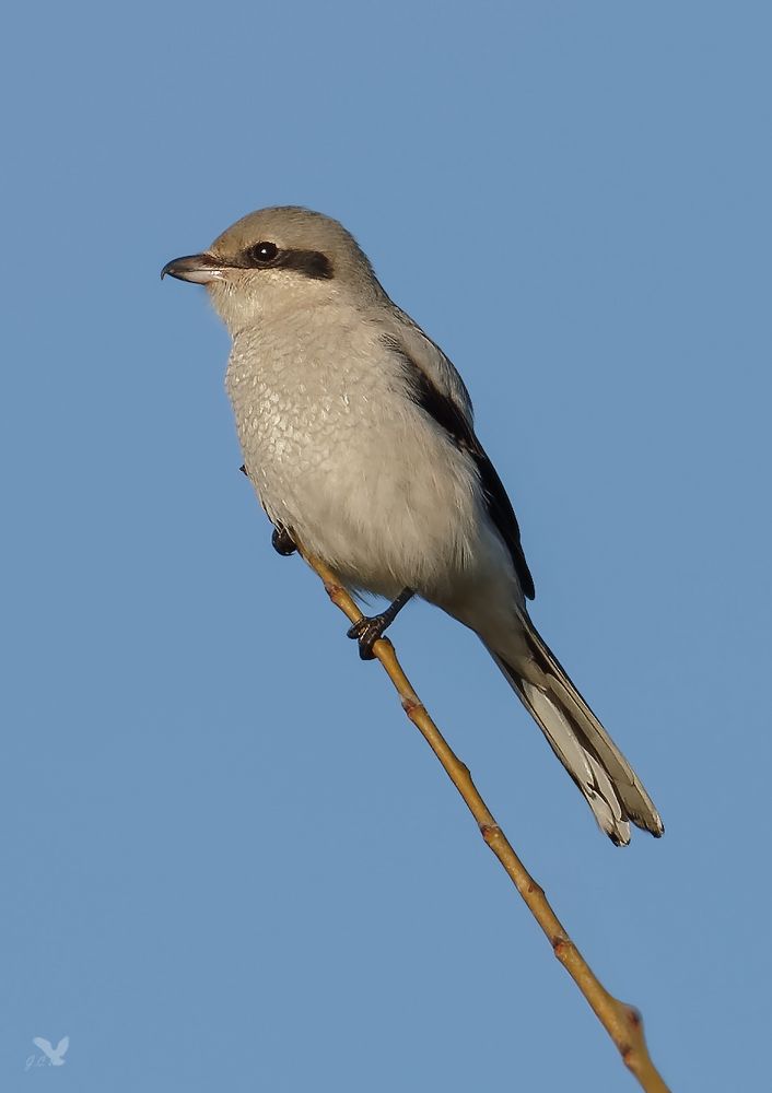 Raubwürger (Lanius excubitor) ...