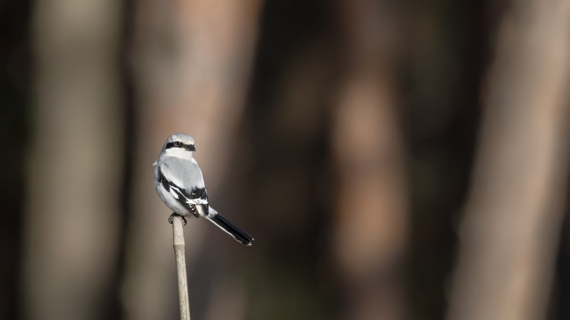 Raubwürger (Lanius excubitor)