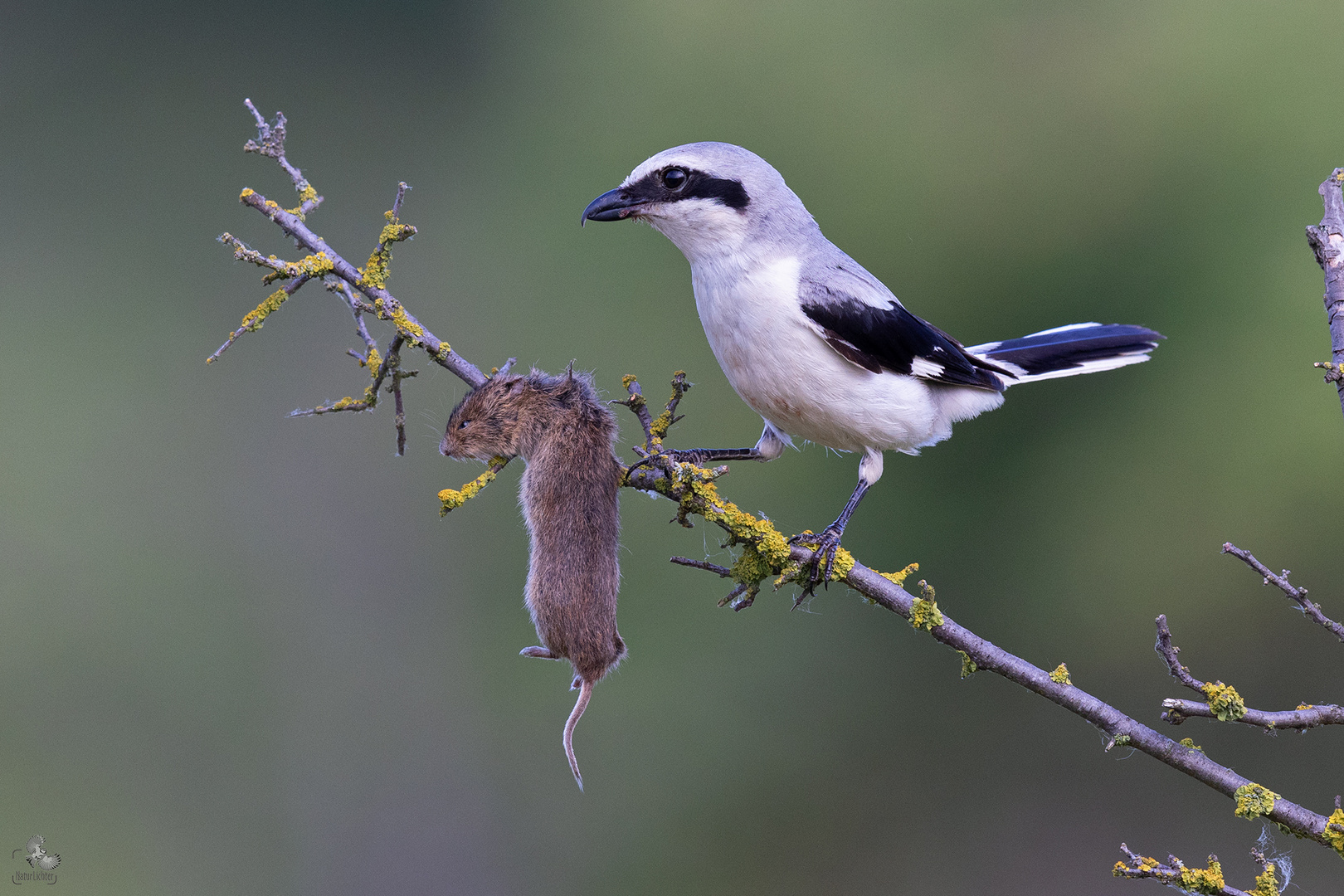 Raubwürger (Lanius excubitor) mit gespießter Feldmaus, Great grey shrike