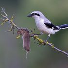 Raubwürger (Lanius excubitor) mit gespießter Feldmaus, Great grey shrike