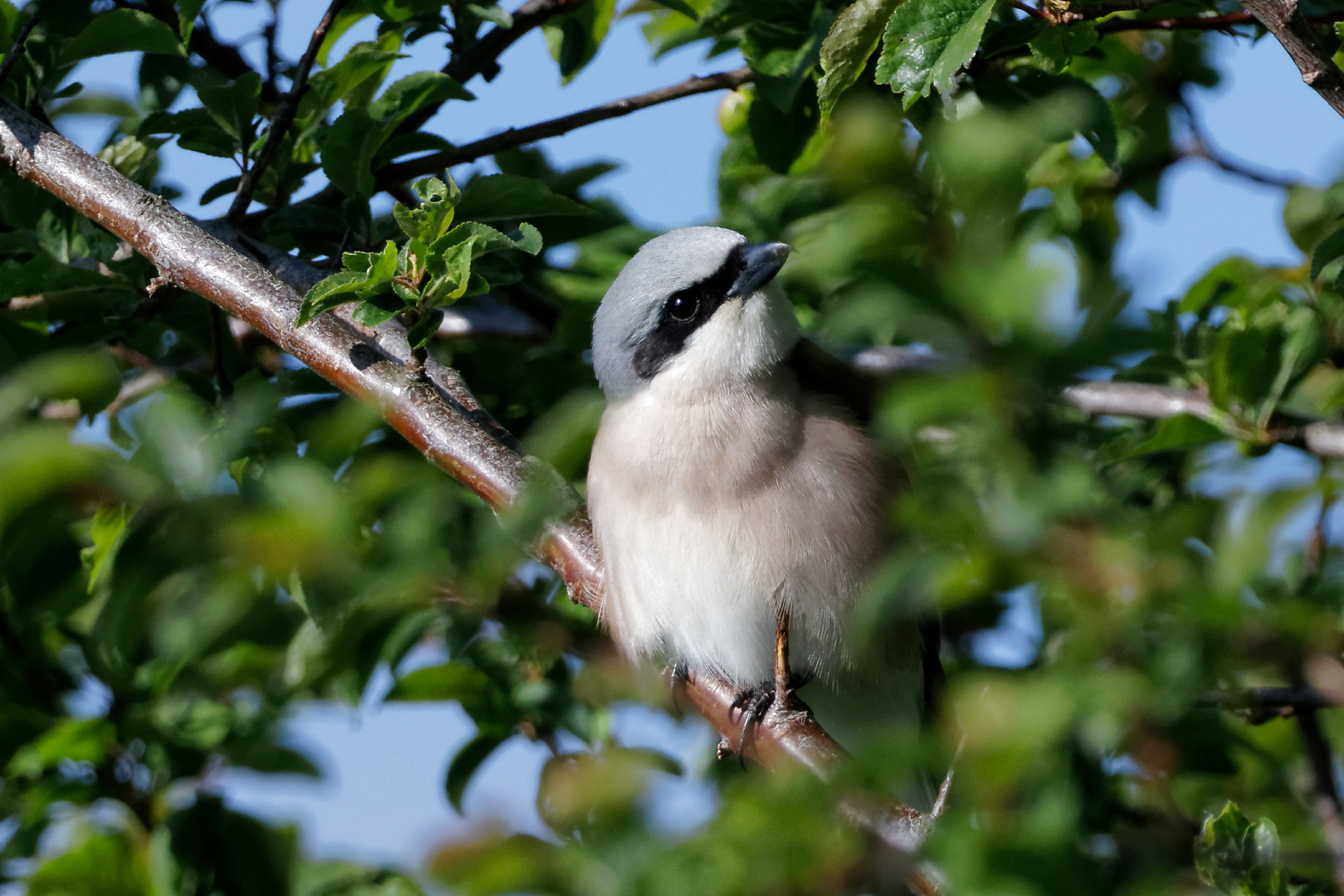 Raubwürger (L.e. excubitor)  _Jungvogel