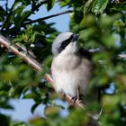 Raubwürger (L.e. excubitor)  _Jungvogel