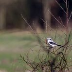 Raubwürger mit Eidechse