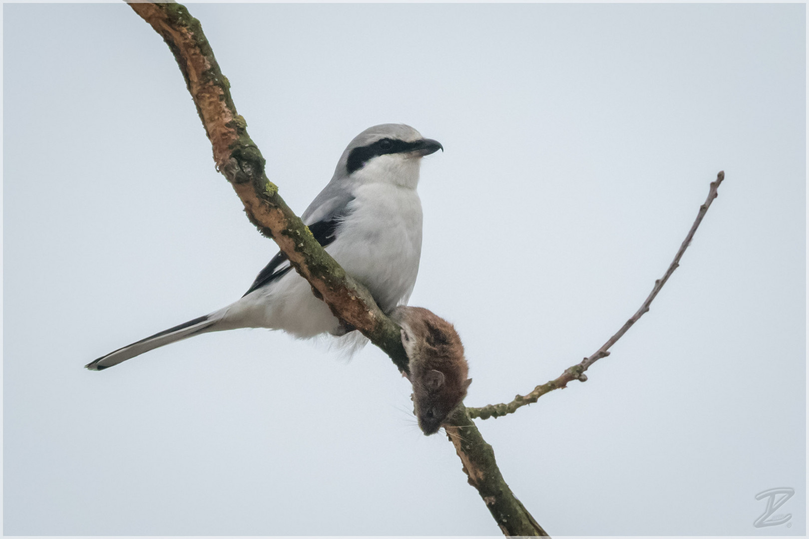 Raubwürger mit Maus (Great grey shrike)