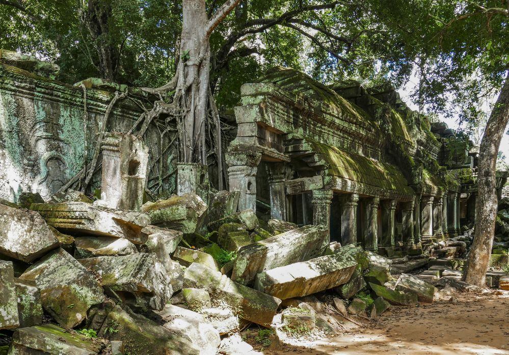 ...Raubzug des Urwaldes im Ta Prohm...