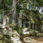 ...Raubzug des Urwaldes im Ta Prohm...