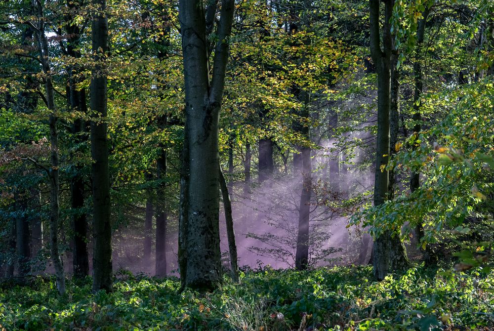 Rauch im Wald