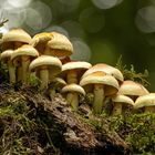 Rauchblättrige Schwefelköpfe (Hypholoma capnoides)