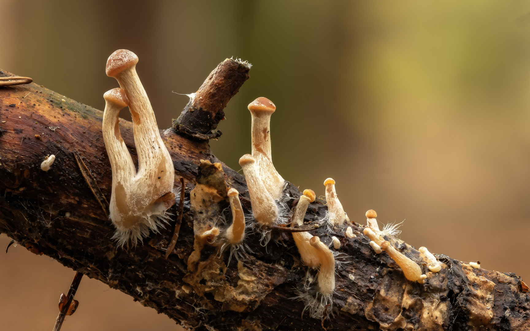 Rauchblättrige Schwefelköpfe (Hypholoma capnoides)