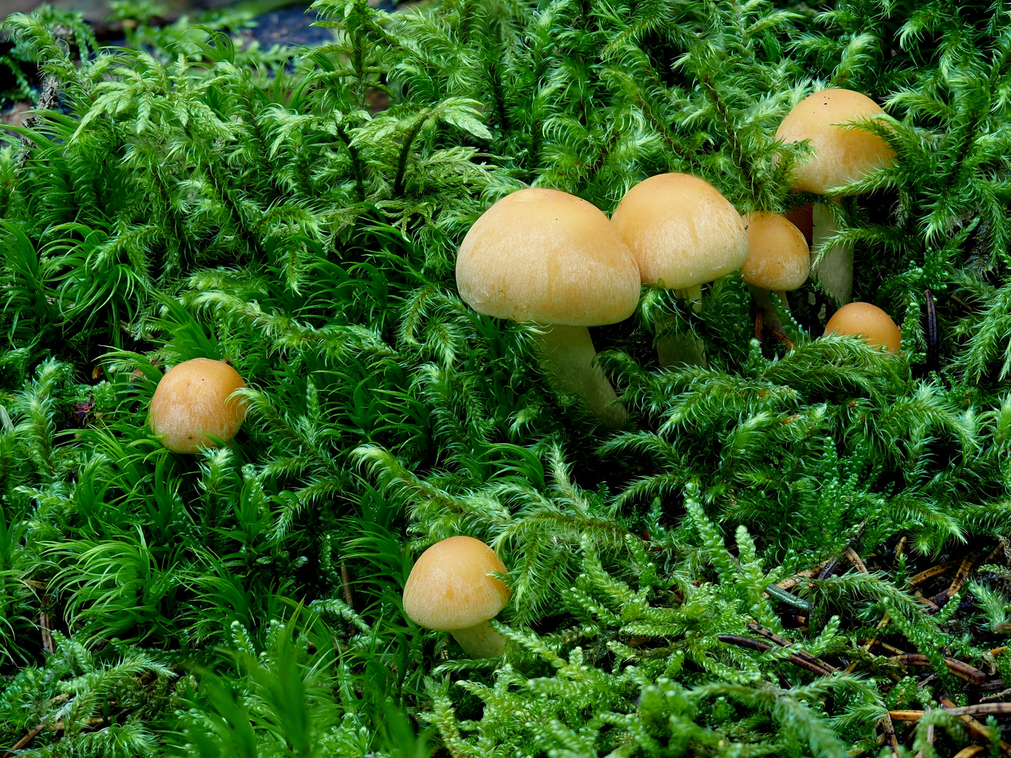 Rauchblättriger Schwefelkopf (Hypholoma capnoides)